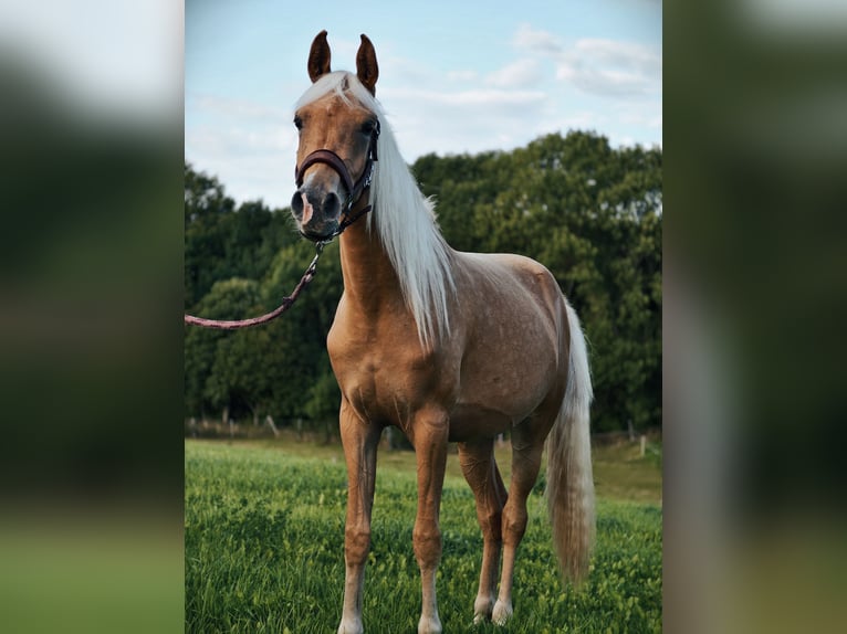 Partbred árabe Yegua 2 años Palomino in Jena