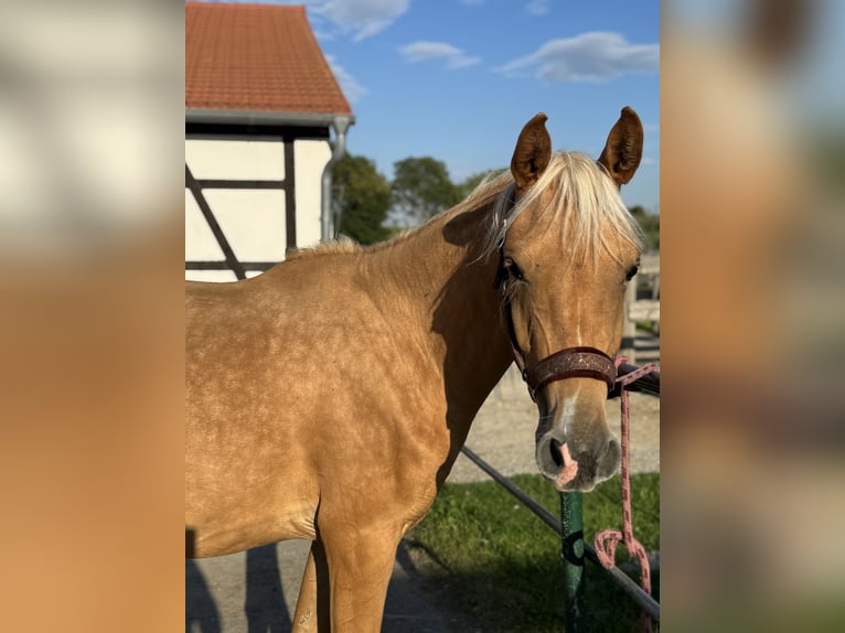 Partbred árabe Yegua 2 años Palomino in Jena