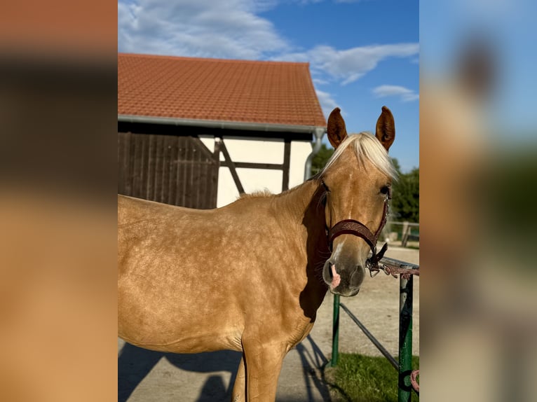 Partbred árabe Yegua 2 años Palomino in Jena
