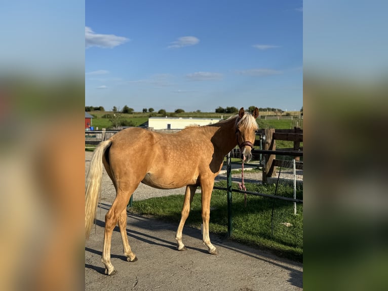 Partbred árabe Yegua 2 años Palomino in Jena