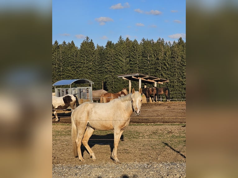 Partbred árabe Yegua 3 años 150 cm Palomino in Isny im Allgäu