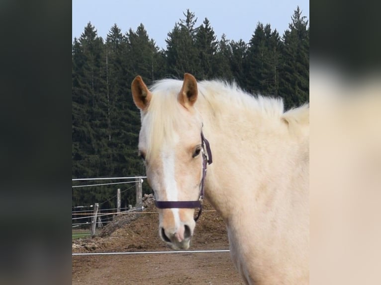 Partbred árabe Yegua 3 años 150 cm Palomino in Isny im Allgäu