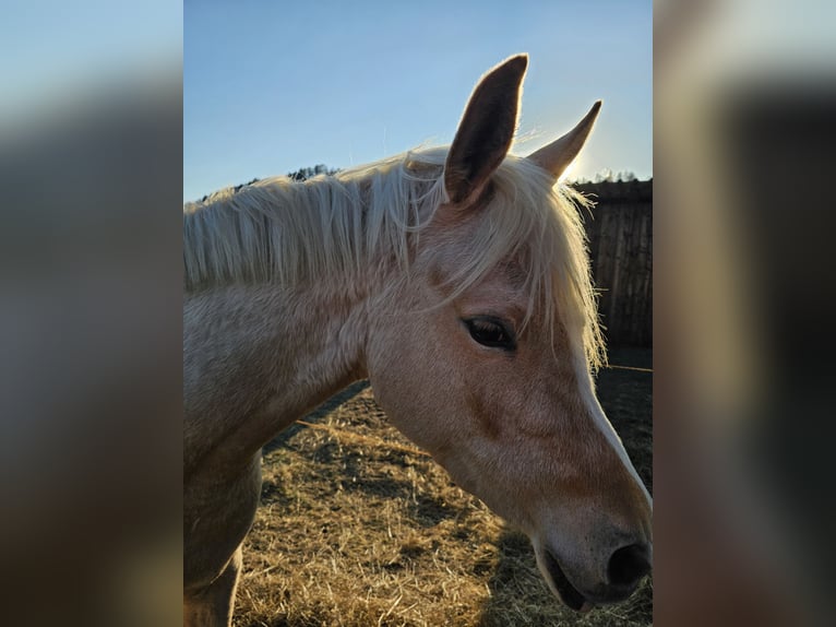 Partbred árabe Yegua 3 años 150 cm Palomino in Isny im Allgäu