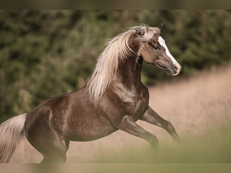 Partbred árabe Yegua 3 años 154 cm in Erlinsbach SO