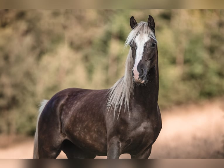 Partbred árabe Yegua 3 años 154 cm in Erlinsbach SO