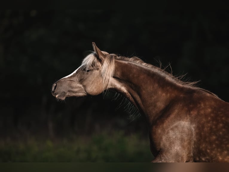 Partbred árabe Yegua 3 años 154 cm in Erlinsbach SO