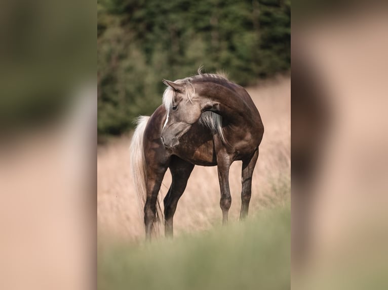 Partbred árabe Yegua 3 años 154 cm in Erlinsbach SO