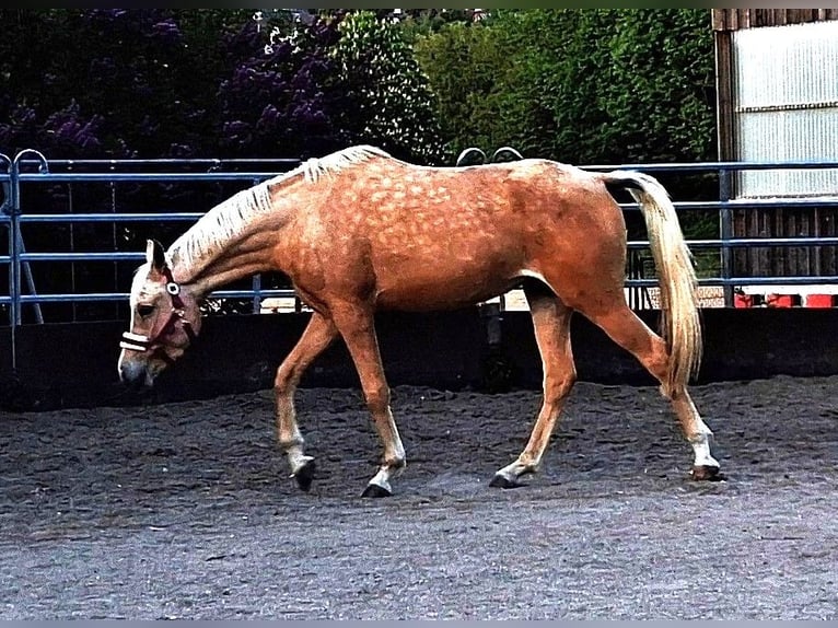 Partbred árabe Yegua 3 años 155 cm Palomino in Heidenheim an der Brenz