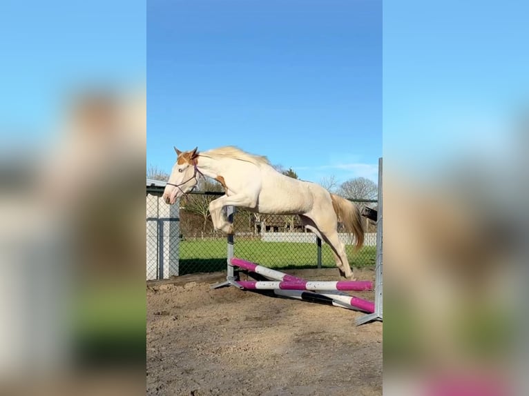 Partbred árabe Yegua 3 años 155 cm Pío in Oud Gastel