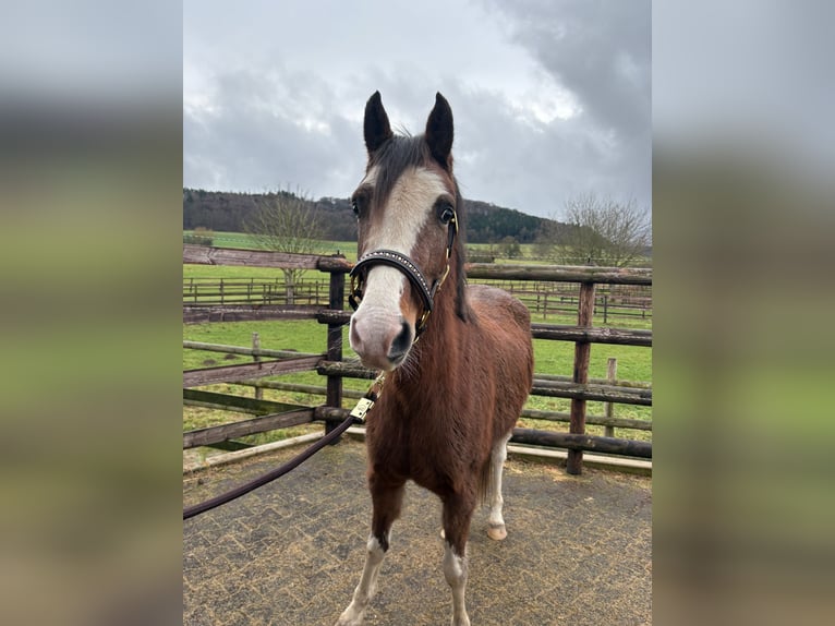 Partbred árabe Yegua 4 años 143 cm Castaño in Elvange