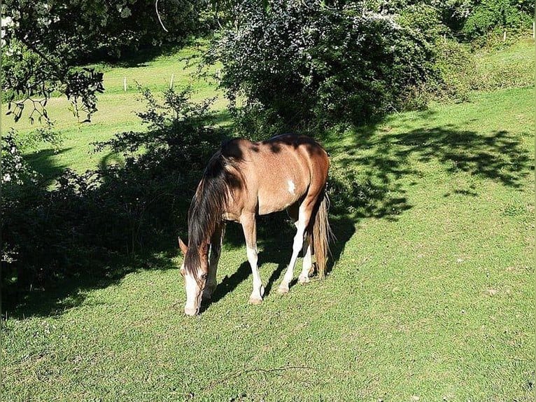 Partbred árabe Yegua 4 años 143 cm Castaño in Elvange