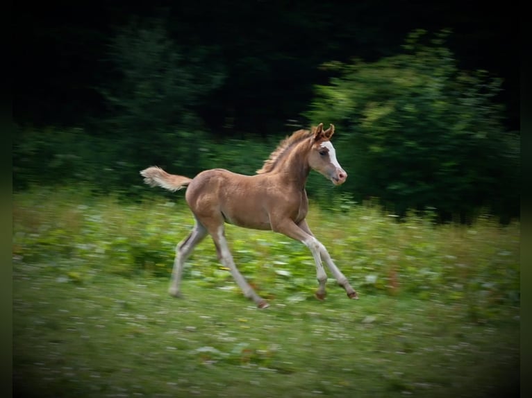 Partbred árabe Yegua 4 años 143 cm Castaño in Elvange