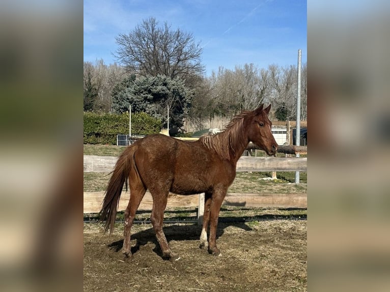 Partbred árabe Yegua 4 años 150 cm Alazán in Bédarrides