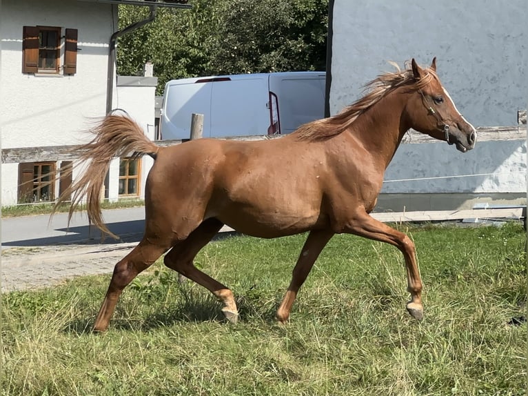 Partbred árabe Yegua 4 años 155 cm Alazán in Tiefenbach