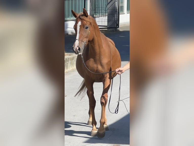 Partbred árabe Yegua 4 años 155 cm Alazán in Tiefenbach