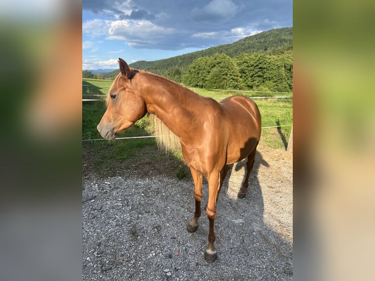Partbred árabe Mestizo Yegua 4 años 155 cm Alazán-tostado in Ljubljana