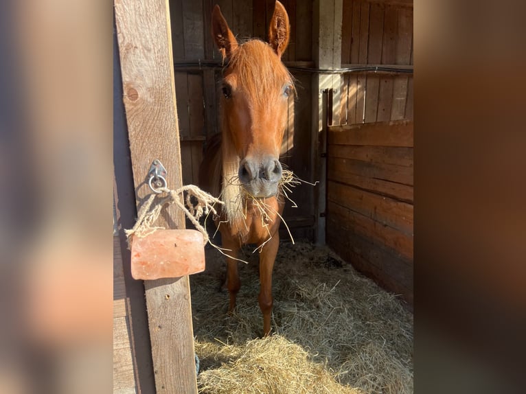 Partbred árabe Mestizo Yegua 4 años 155 cm Alazán-tostado in Ljubljana