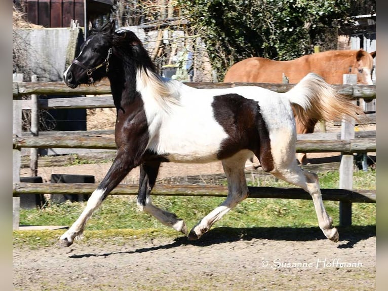 Partbred árabe Yegua 4 años 158 cm Tobiano-todas las-capas in Mörsdorf