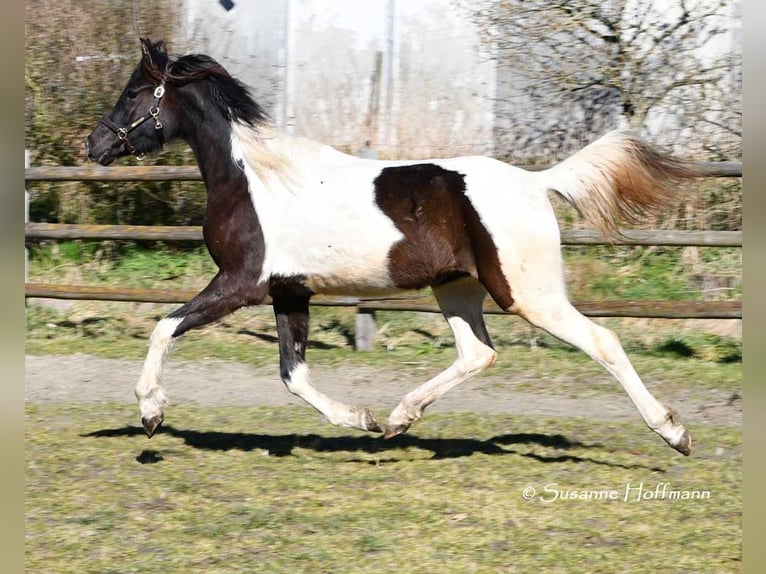 Partbred árabe Yegua 4 años 158 cm Tobiano-todas las-capas in Mörsdorf