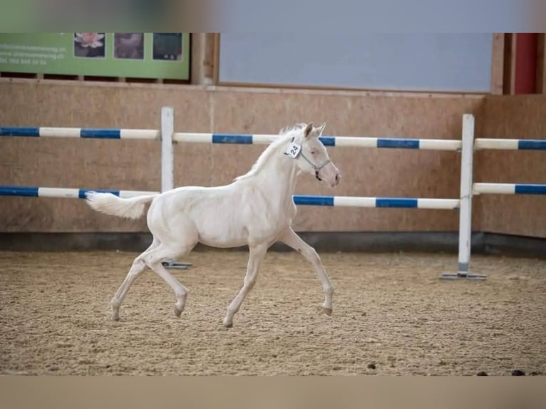 Partbred árabe Yegua 4 años 160 cm Cremello in Hagendorn