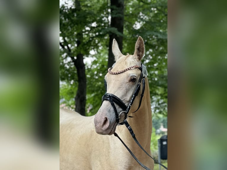 Partbred árabe Yegua 5 años 147 cm Champán in Steinau