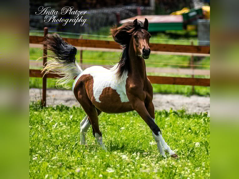 Partbred árabe Yegua 5 años 148 cm Tobiano-todas las-capas in Gro&#xDF;volderberg