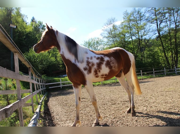 Partbred árabe Yegua 5 años 150 cm Tobiano-todas las-capas in Keutschach