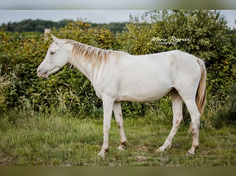 Partbred árabe Yegua 5 años 151 cm Champán in Beaumont-Pied-de-Buf