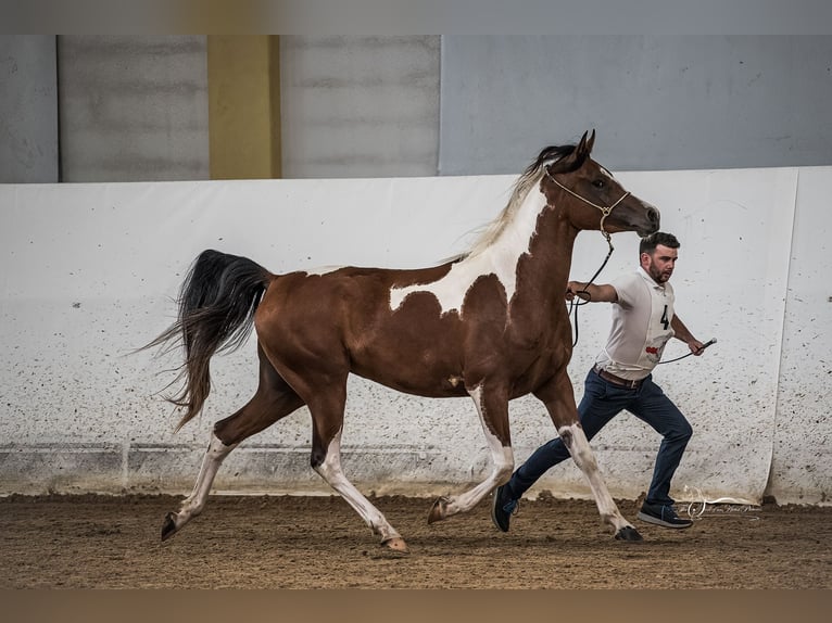 Partbred árabe Yegua 5 años 155 cm Tobiano-todas las-capas in Kleblach-Lind