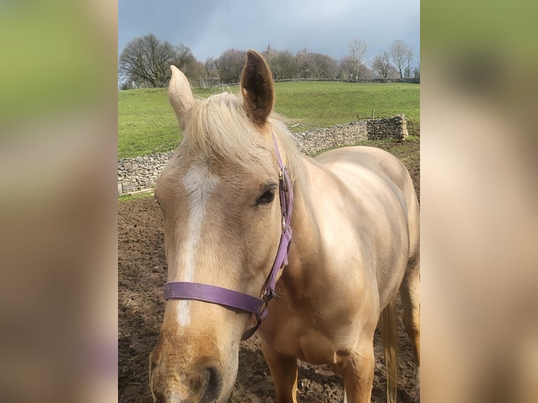Partbred árabe Yegua 5 años 163 cm Palomino in Cumbria
