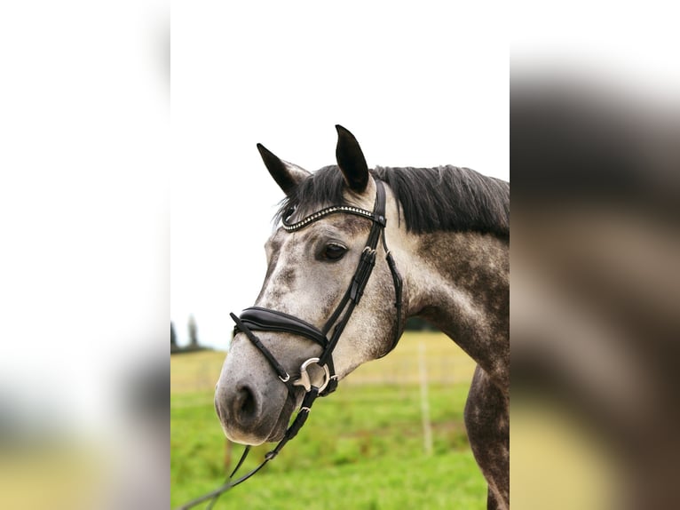 Partbred árabe Yegua 5 años 170 cm Tordo rodado in Kaufbeuren