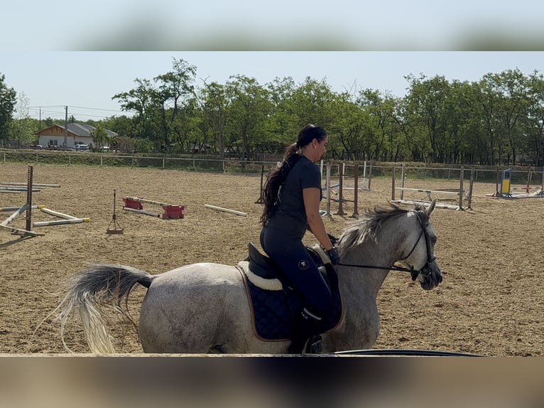Partbred árabe Yegua 6 años 163 cm Tordo rodado in Debrecen