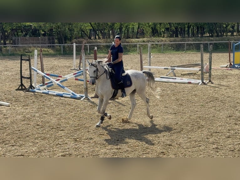 Partbred árabe Yegua 6 años 163 cm Tordo rodado in Debrecen