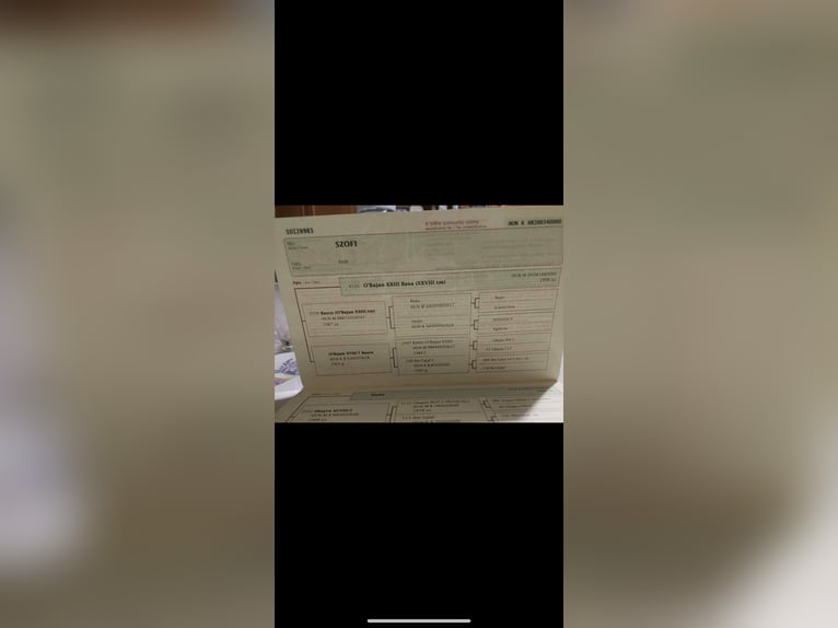 Partbred árabe Yegua 6 años 163 cm Tordo rodado in Debrecen