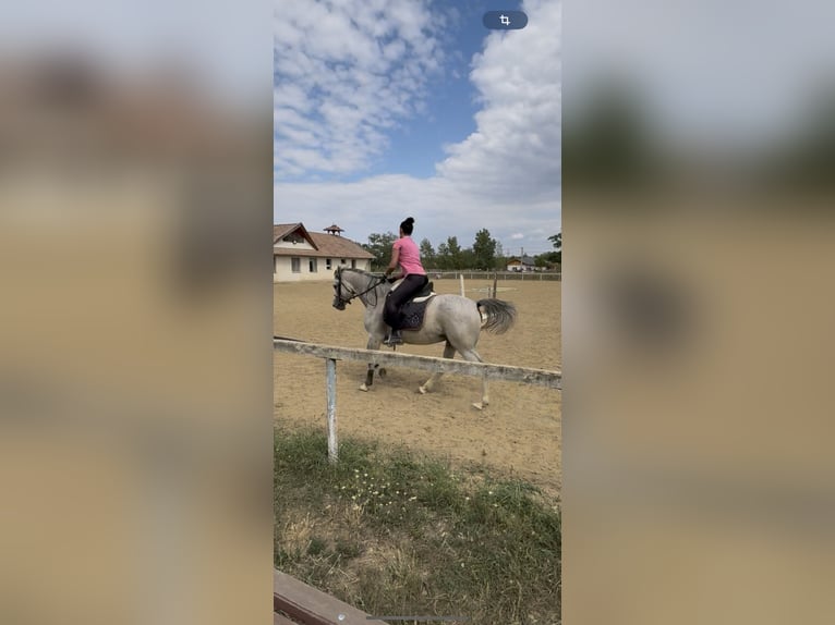 Partbred árabe Yegua 6 años 163 cm Tordo rodado in Debrecen