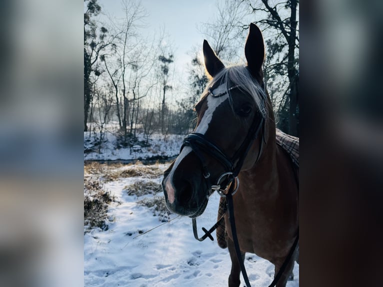 Partbred árabe Yegua 7 años 162 cm Alazán-tostado in Baden