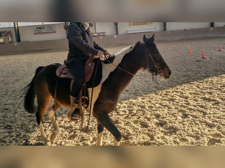 Partbred árabe Yegua 8 años 155 cm Pío in Langerwehe
