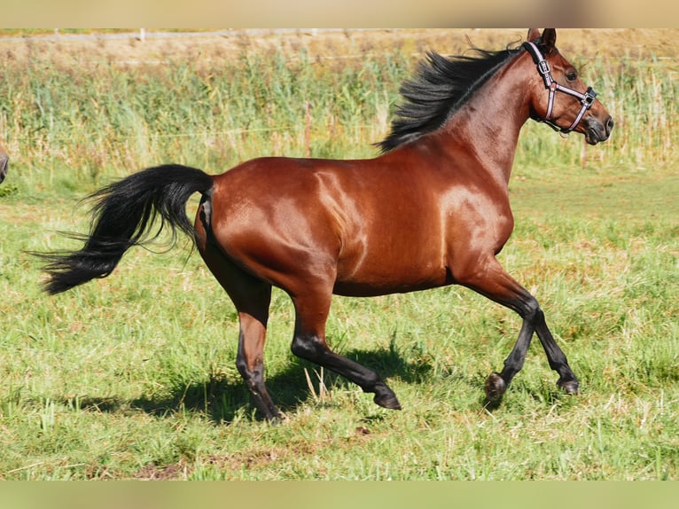 Partbred árabe Yegua 8 años 158 cm Castaño in Waren