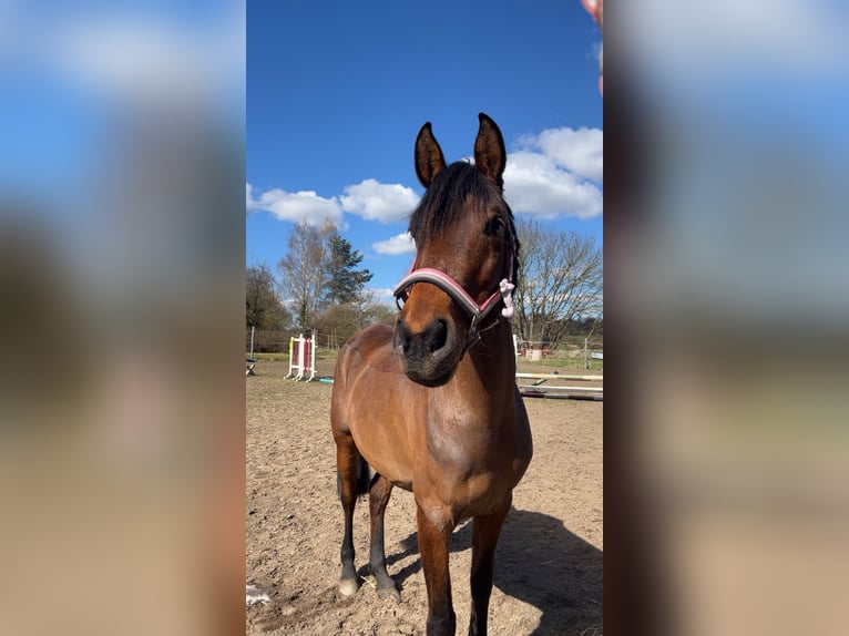 Partbred árabe Yegua 8 años 160 cm Castaño in Waren