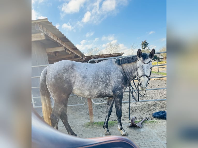 Partbred árabe Yegua 8 años 161 cm Tordo rodado in Frankfurt am Main