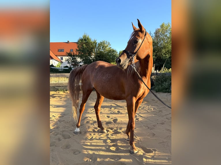 Partbred árabe Yegua 8 años Alazán-tostado in Neuhaus an der Pegnitz