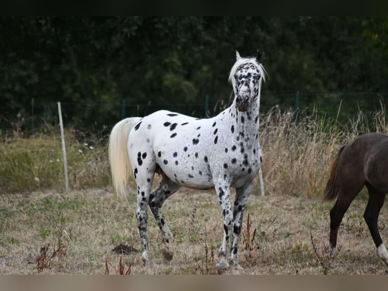 Partbred árabe Yegua 9 años 147 cm Atigrado/Moteado in Castelnau-Tursan