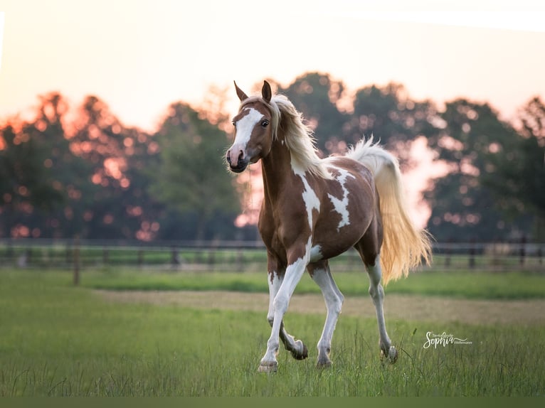 Partbred árabe Yegua 9 años 156 cm Tobiano-todas las-capas in Olfen