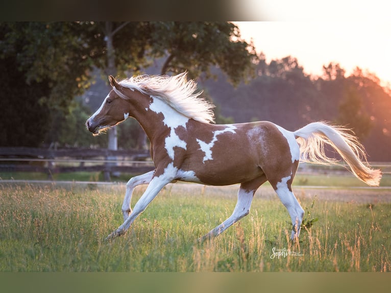Partbred árabe Yegua 9 años 156 cm Tobiano-todas las-capas in Olfen