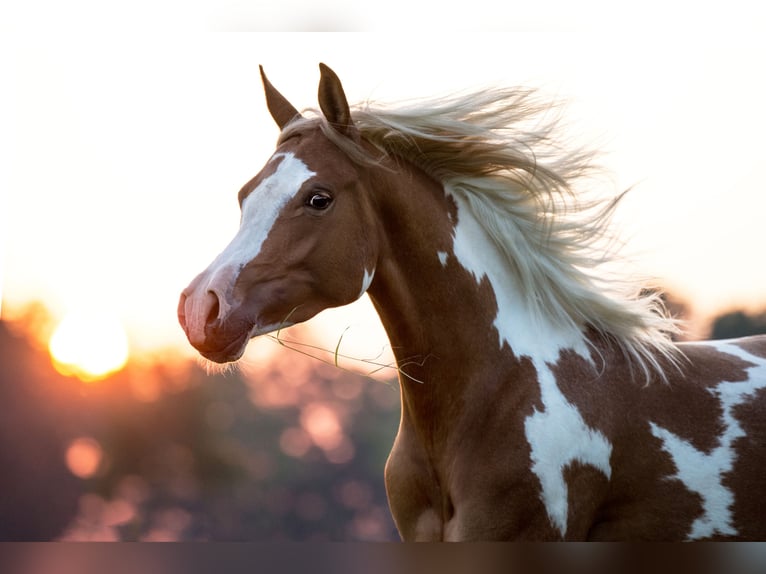 Partbred árabe Yegua 9 años 156 cm Tobiano-todas las-capas in Olfen