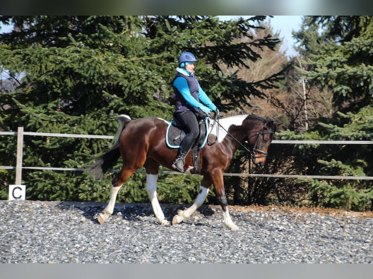 Partbred árabe Yegua 9 años 158 cm Pío in Kammeltal