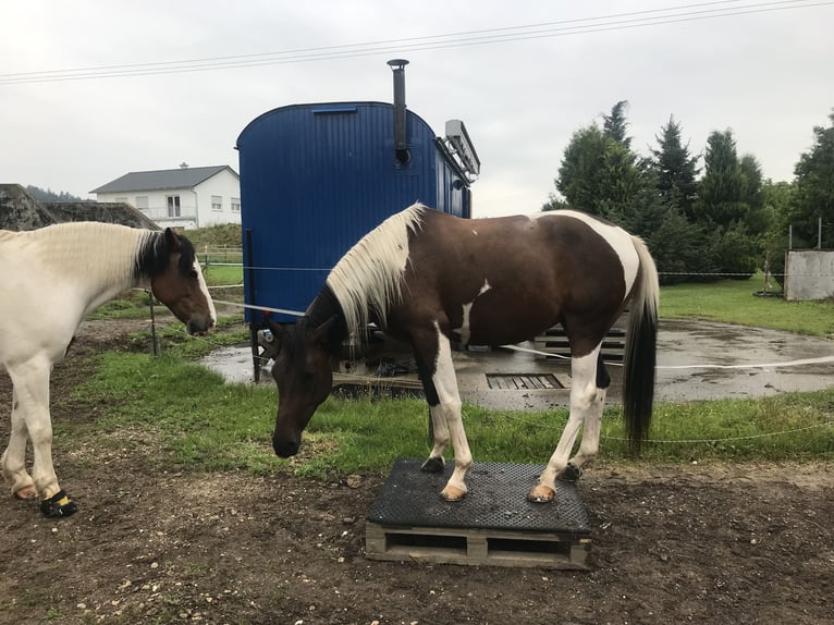 Partbred árabe Yegua 9 años 158 cm Pío in Kammeltal