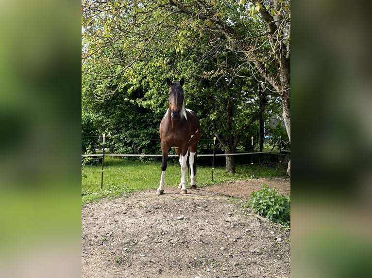 Partbred árabe Yegua 9 años 158 cm Pío in Kammeltal
