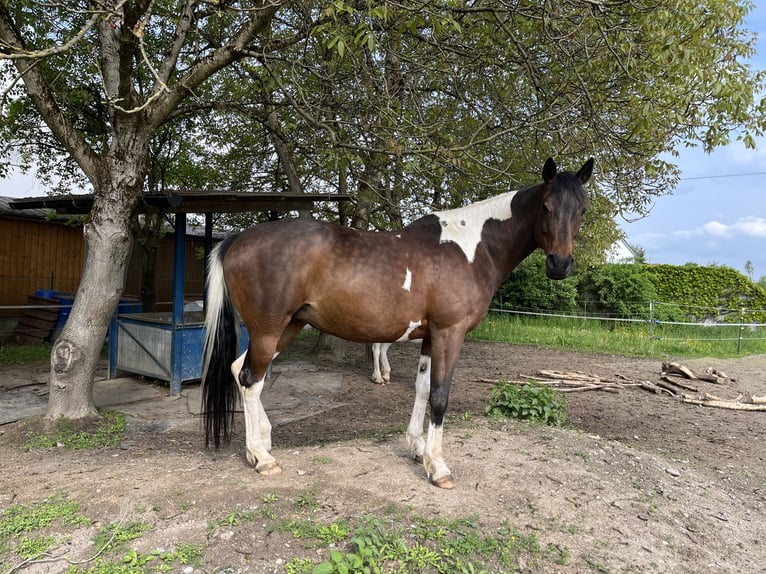 Partbred árabe Yegua 9 años 158 cm Pío in Kammeltal