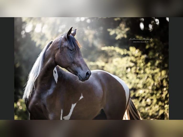 Partbred árabe Yegua 9 años 158 cm Pío in Kammeltal
